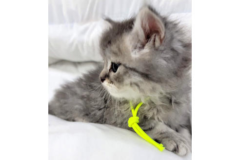 成約済の埼玉県のサイベリアン-19718の3枚目